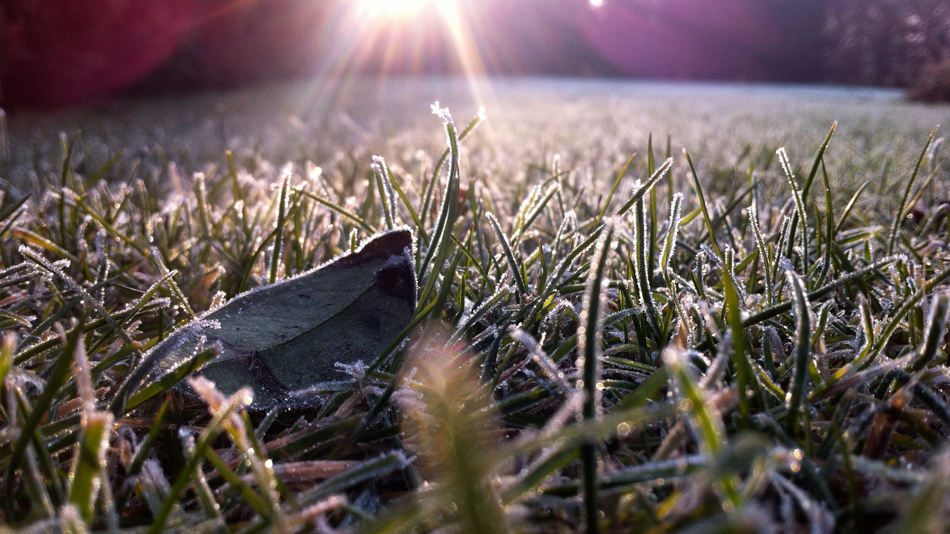 Иней на траве