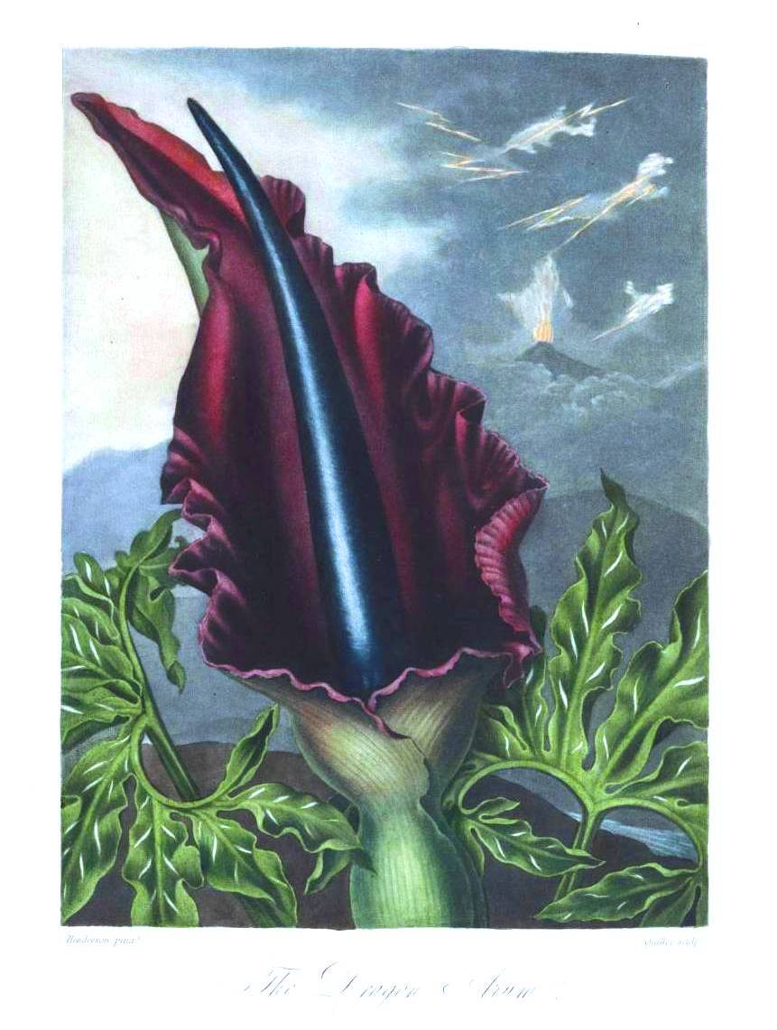 Botanical-Flower-Dragon-Arum.jpg