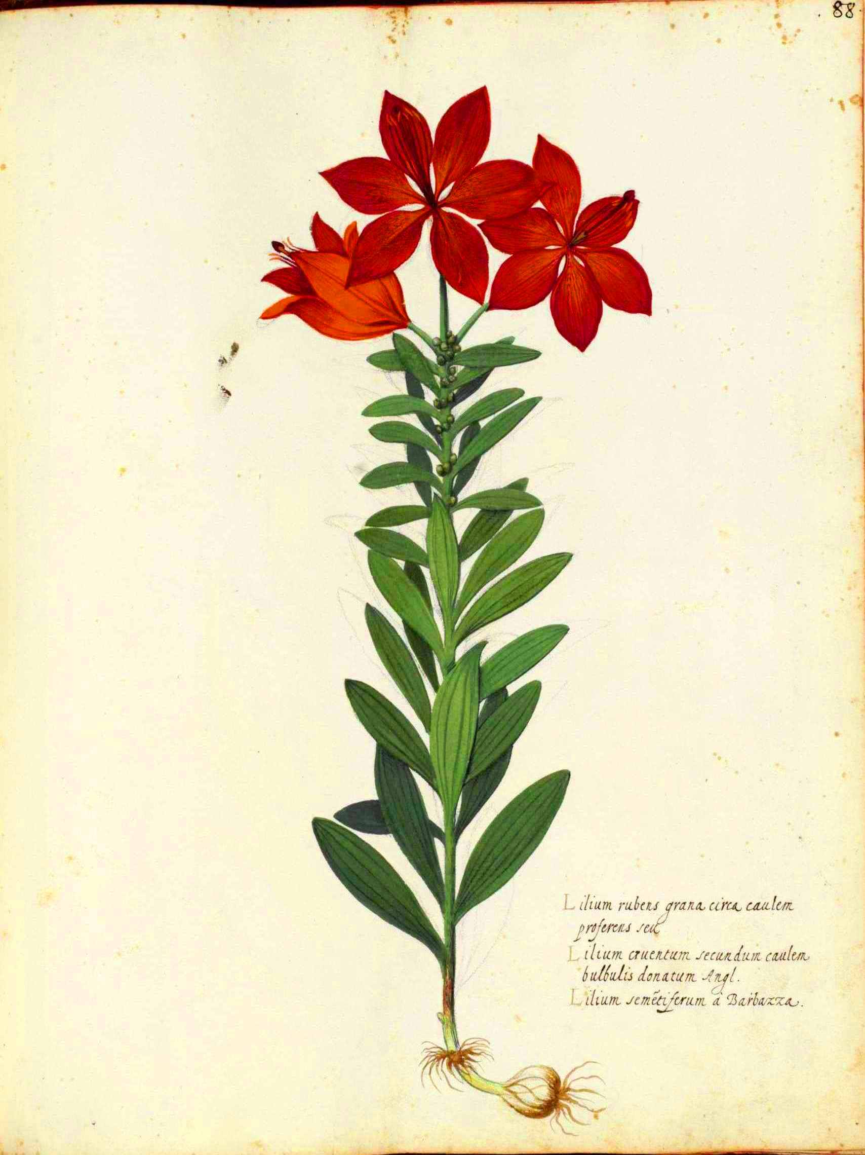 Botanical-Flower-Carnation-Italian-2.jpg