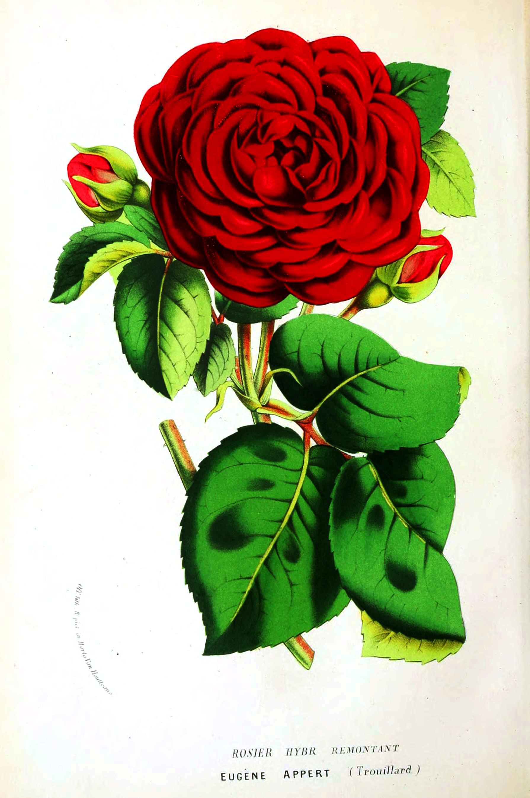 Botanical-Flore-des-Seres-et-Des-Jardins-de-LEurope-Red-rose-hybrid.jpeg