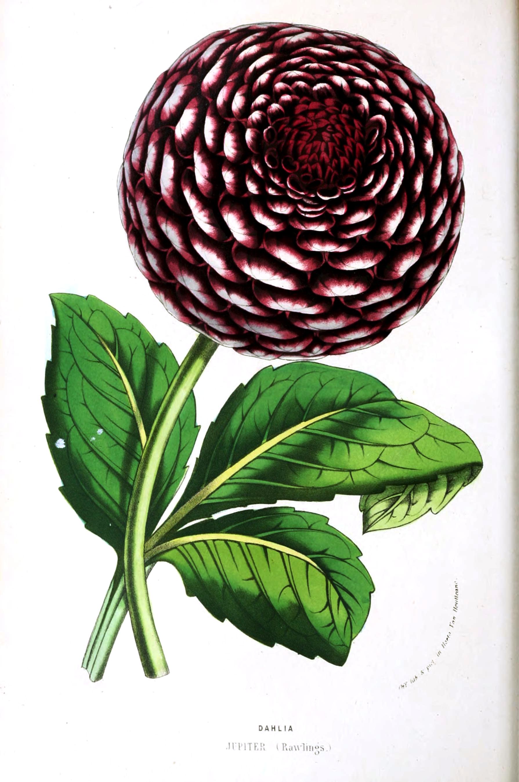 Botanical-Flore-des-Seres-et-Des-Jardins-de-LEurope-Dahlia.jpeg