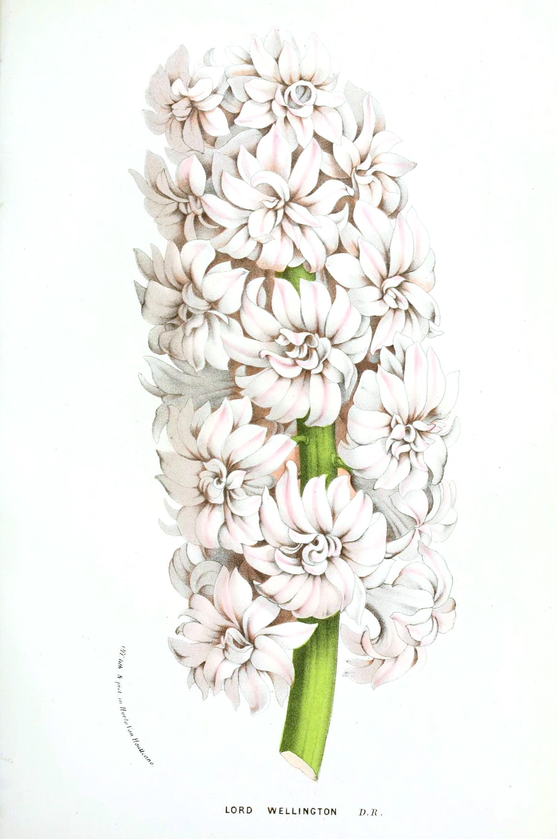 Botanical-Flore-des-Seres-et-Des-Jardins-de-LEurope-Hyacinth-Lord-Wellington.jpeg