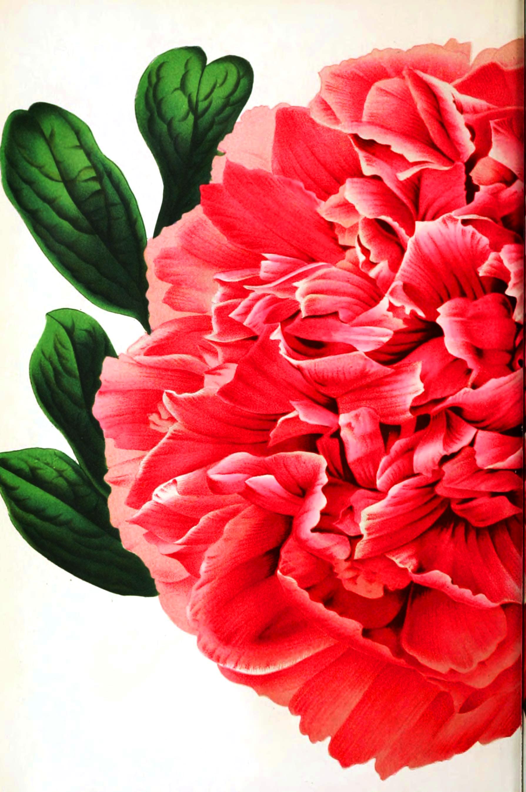 Botanical-Flore-des-Seres-et-Des-Jardins-de-LEurope-Peony-1.jpeg