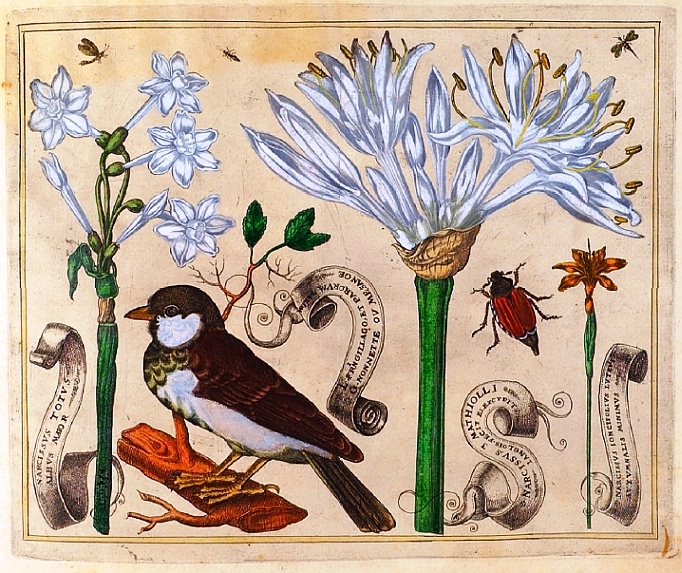 Botanical-Livres-de-Fleurs-1620-8.jpg
