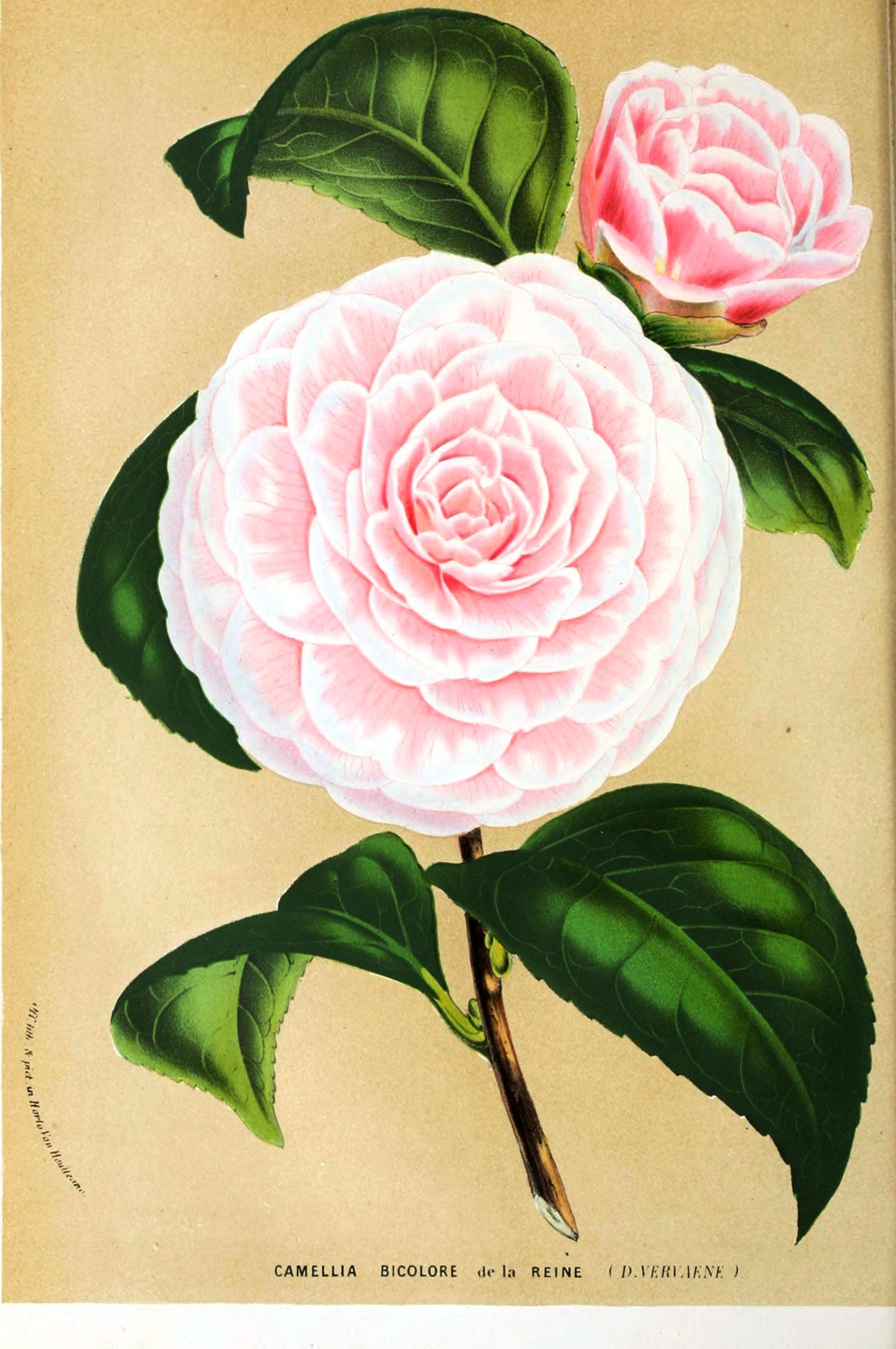 Botanical-Flore-des-Seres-et-Des-Jardins-de-LEurope-Camilla.jpeg