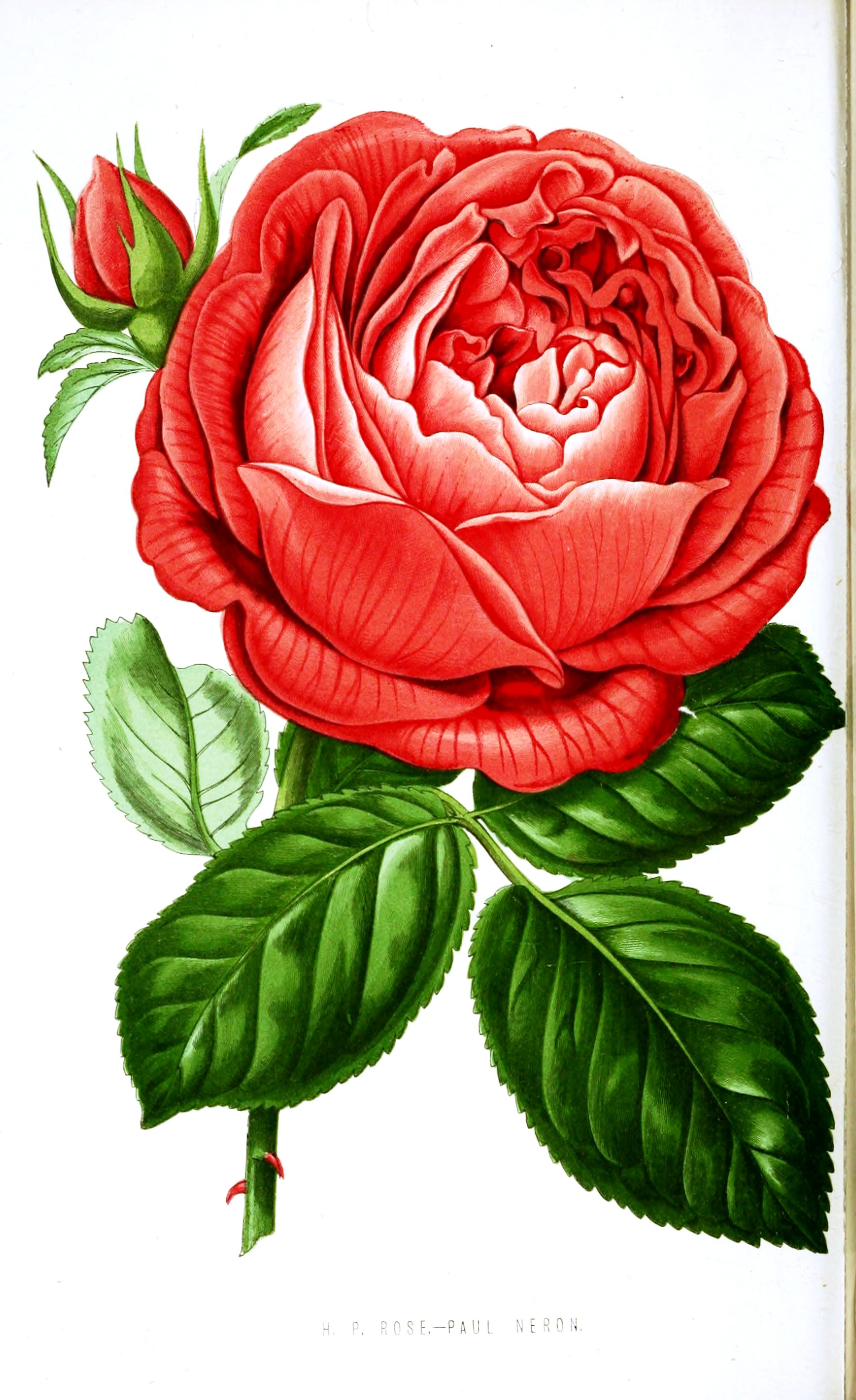 Botanical-Floral-World-and-Garden-Guide-1878-Paul-Neron.jpeg