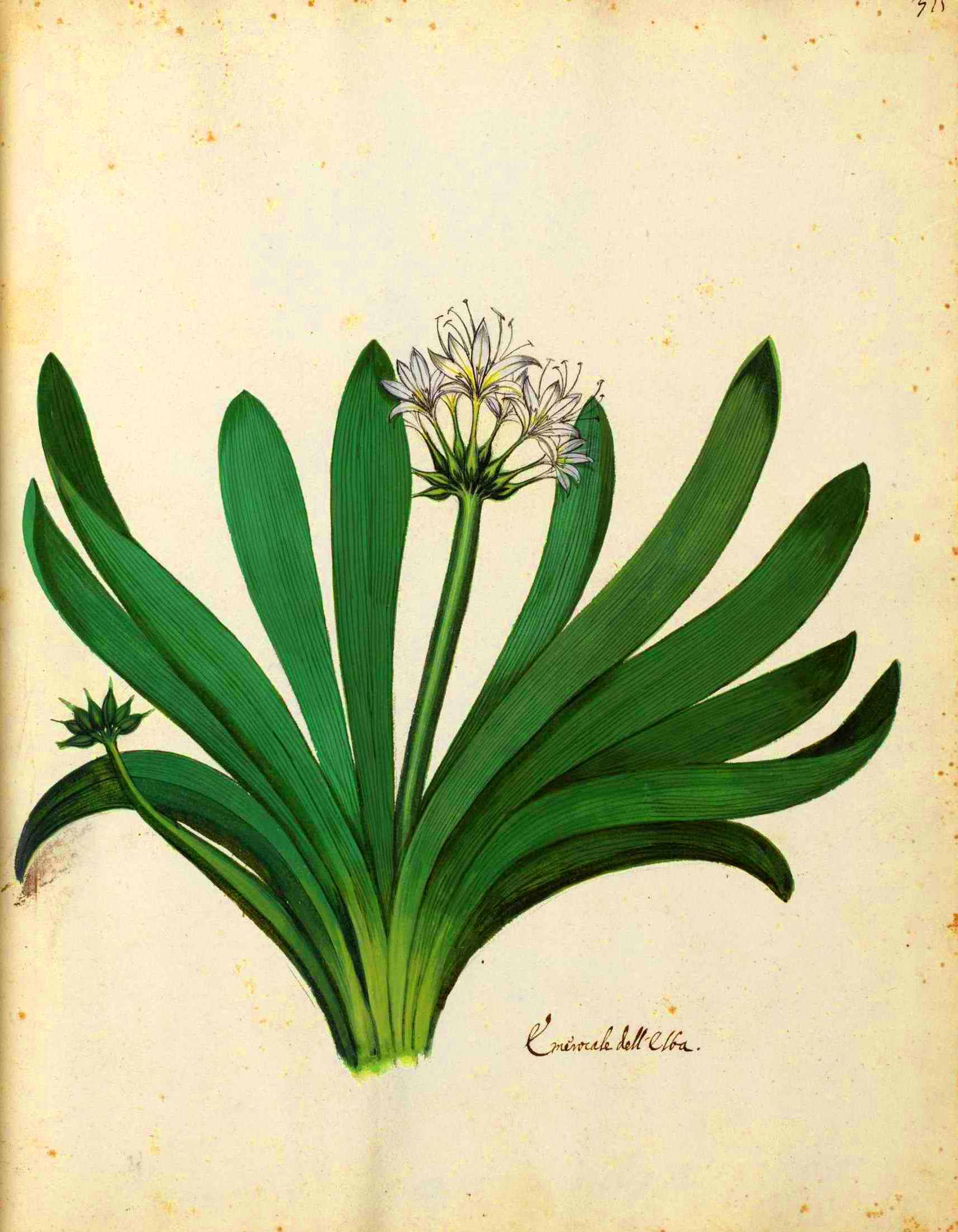 Botanical-Flowering-plant-Italian-4.jpg