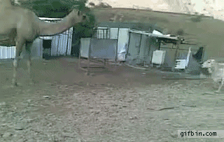 Верблюд гиф