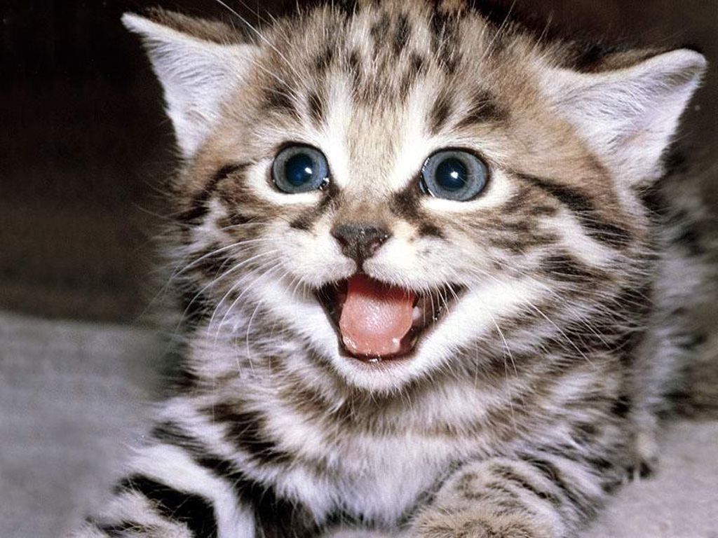 Смешной котенок