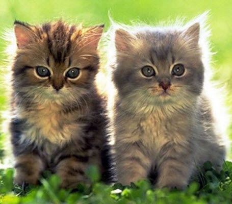 Милые котенок