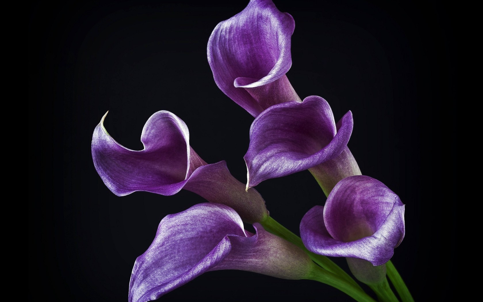 251772-2700x1930.jpg