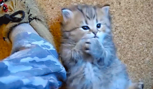 Милые котенок