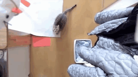 Кошка кошка