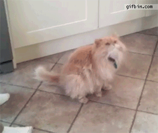 Кот гифка
