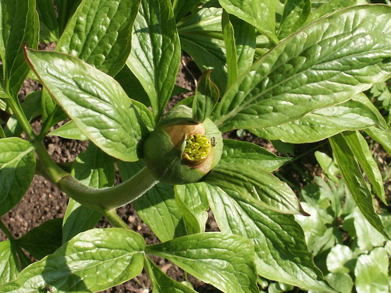 Пион gr?ne knospe