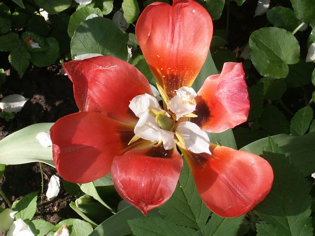 Алые тюльпаны