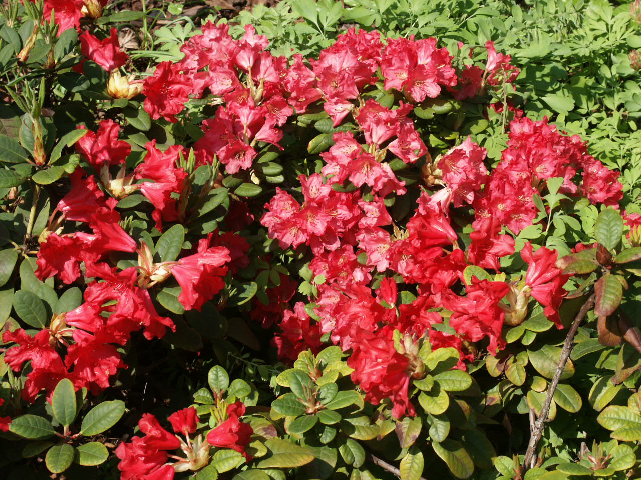 Рододендрон баден баден