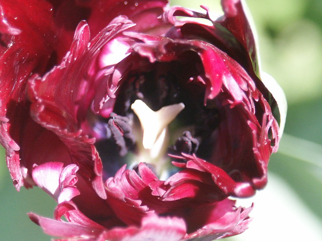 Тюльпан попугайный блэк пэррот