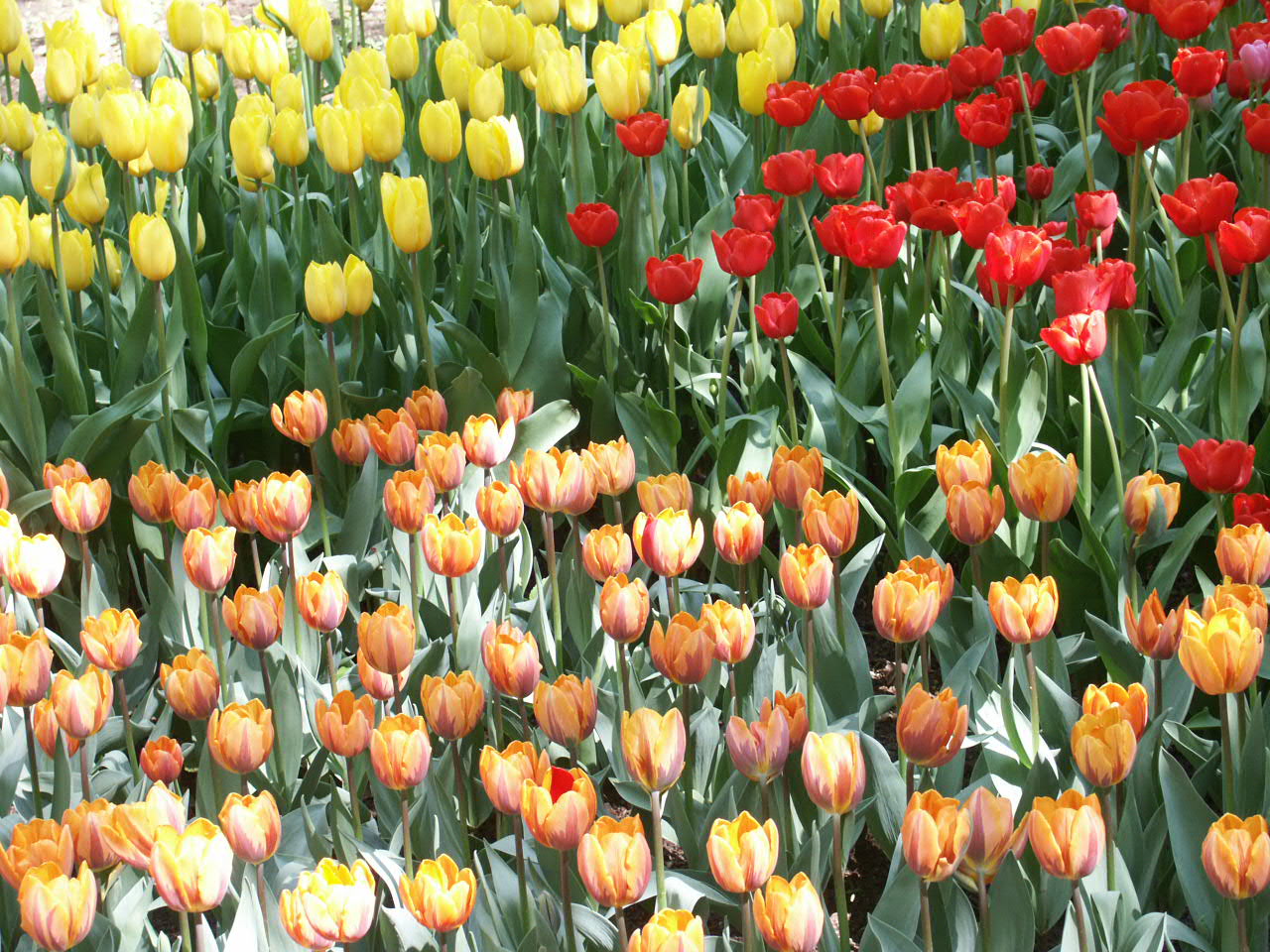 Поле тюльпанов