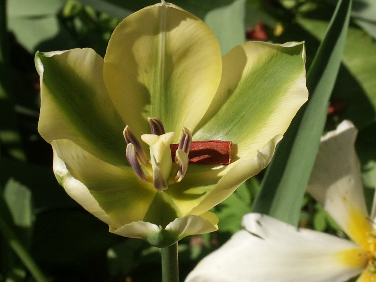 Тюльпан зеленоцветный флеминг спрингрин