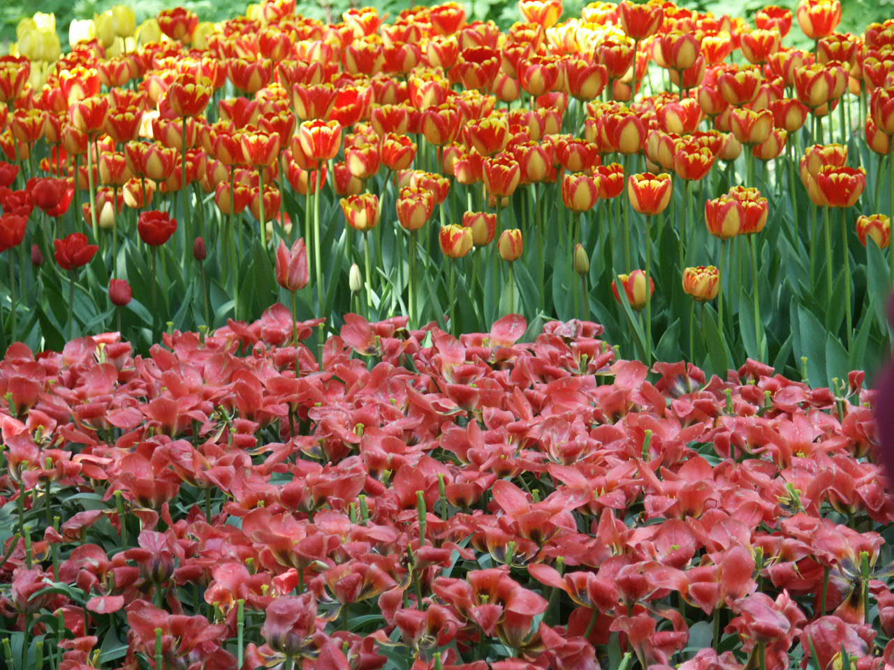 Тюльпаны голландия