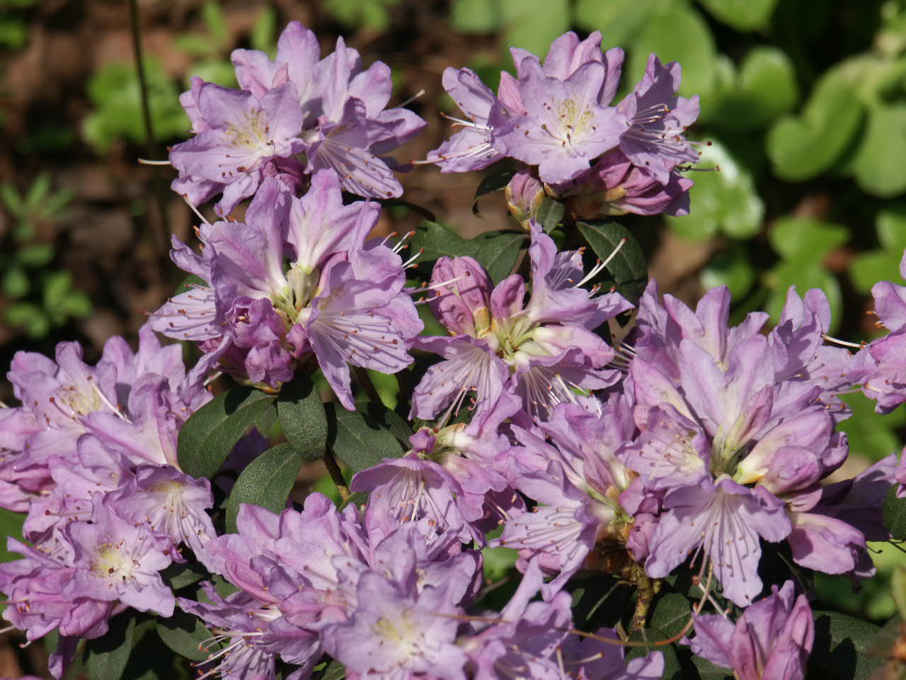 Рододендрон катевбинский грандифлора