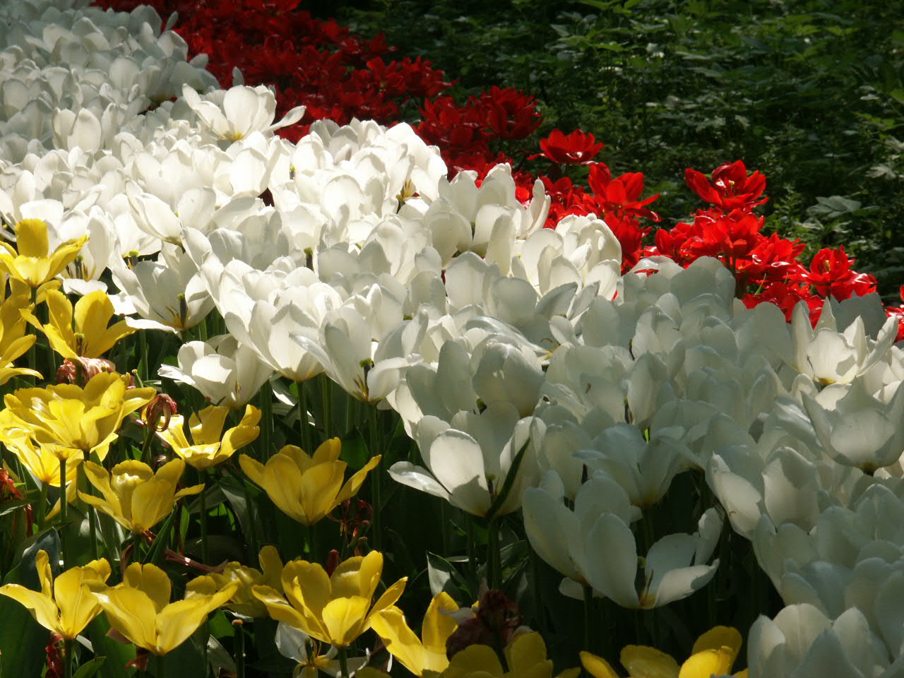 Тюльпаны голландия