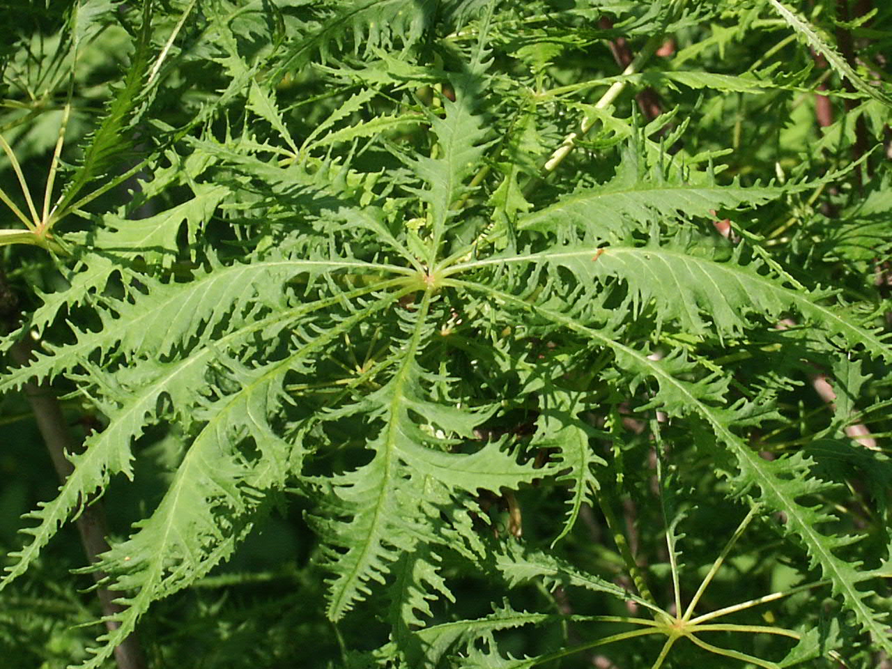 Каштан лациниата