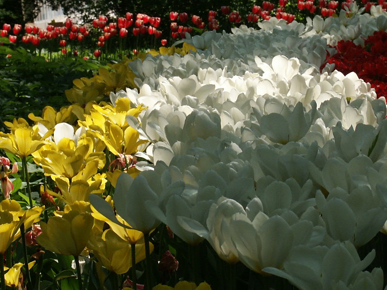 Кёкенхоф нидерланды парк тюльпанов