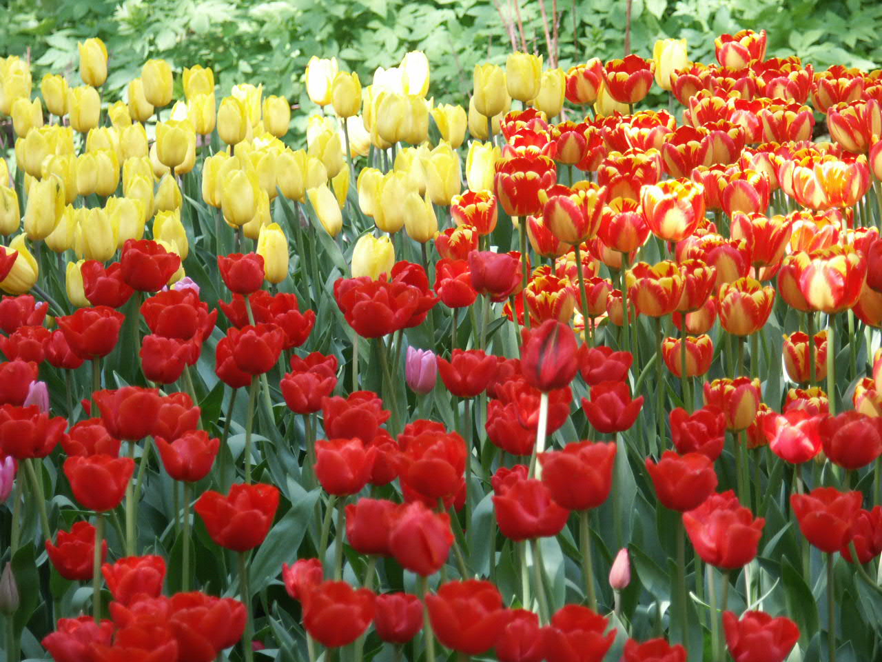 Поле тюльпанов