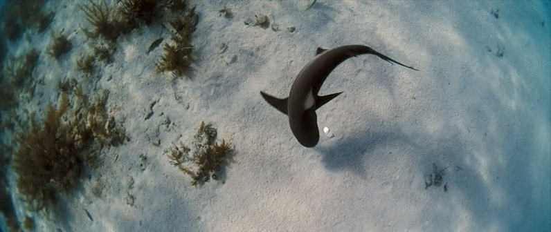 Into.the.Blue.2005.BDRip-AVC.by encoderrr.mkv_snapshot_00.16.07_[2012.07.27_21.26.00].png