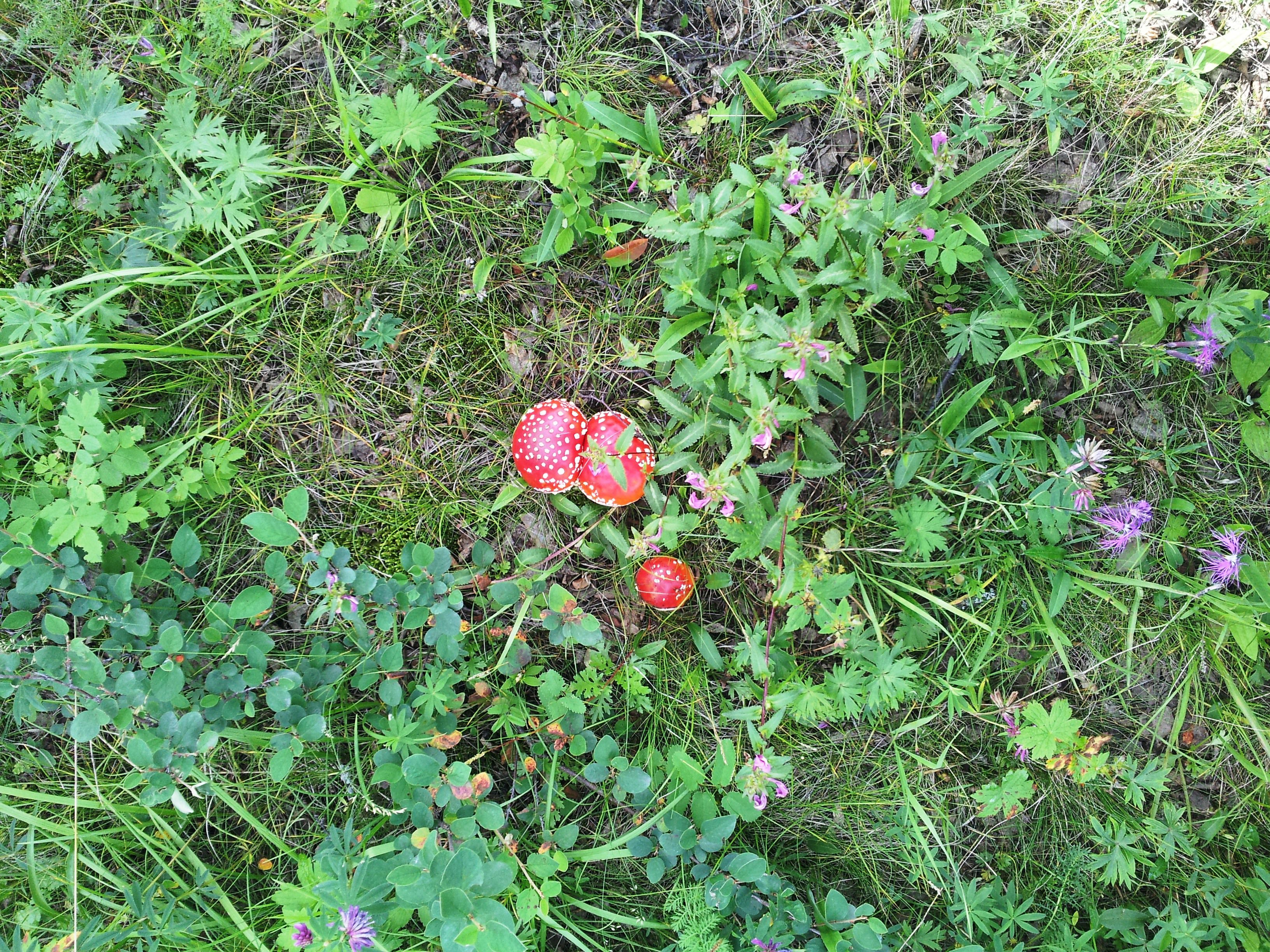 Красный мухомор