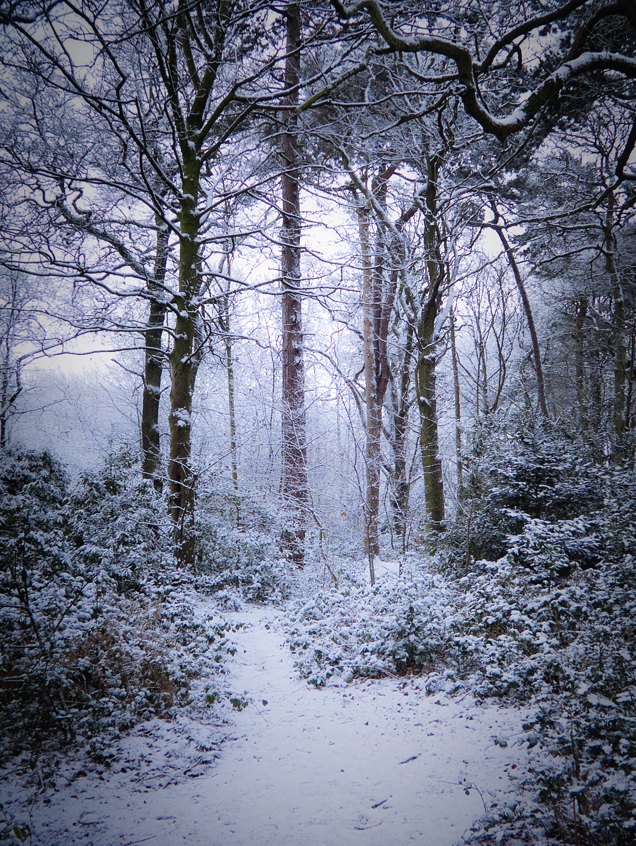 stock__winter_snow_in_forest_2_by_needanewname-d47cjru.jpg