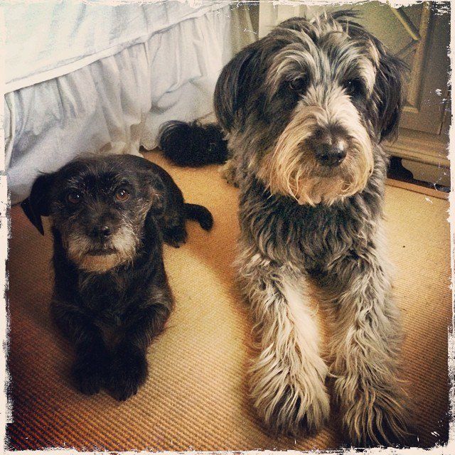 7.07.14 dogs.jpg
