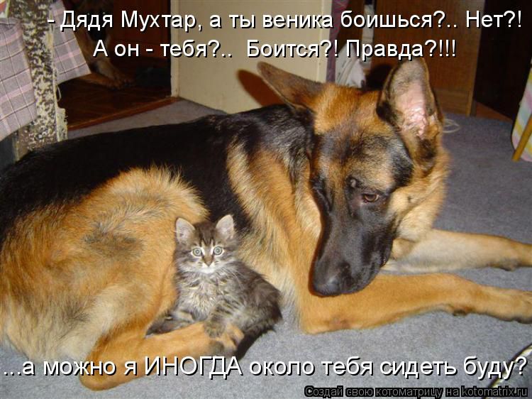 http://i4.imageban.ru/out/2014/11/12/d86a8720b7d47401417f9f8627653210.jpg