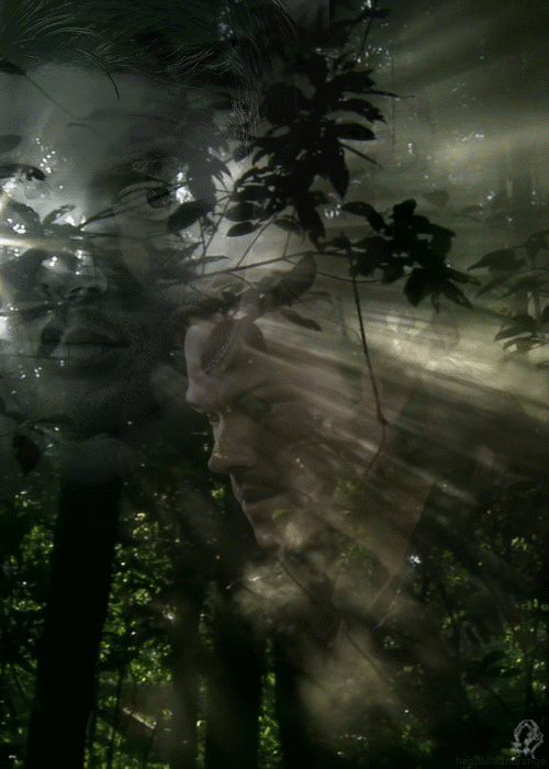 Живой туман. Дым в лесу. Дождь в лесу гиф. Лесной дождь гифка. Сквозь лес и дым геншин