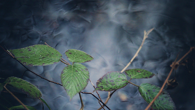 Дождь живая природа. Синемаграфия природа. Природа Эстетика листья. Синемаграфы Живая фотография. Живой дождь.