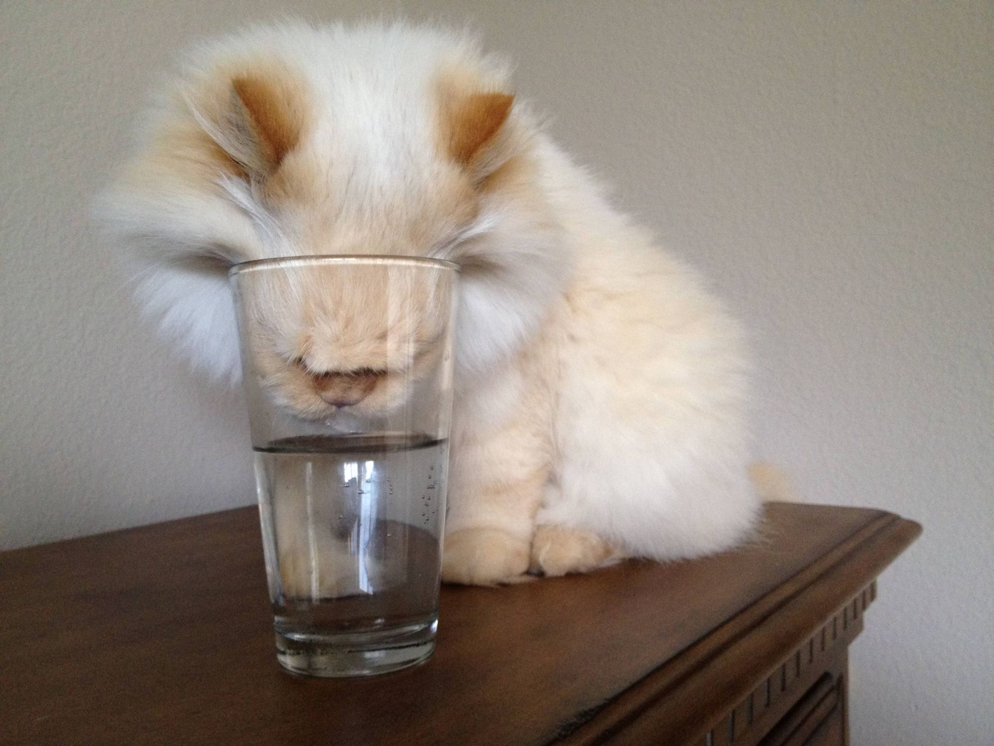 Кот мордой в стакане
