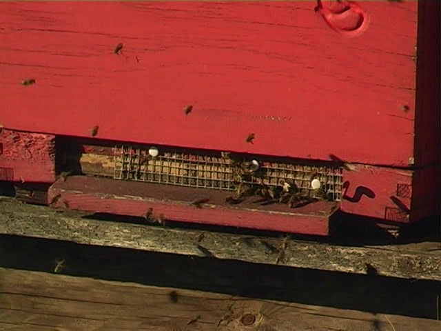 Животные в лесу (DVD)_T01[(074221)10-22-41].PNG