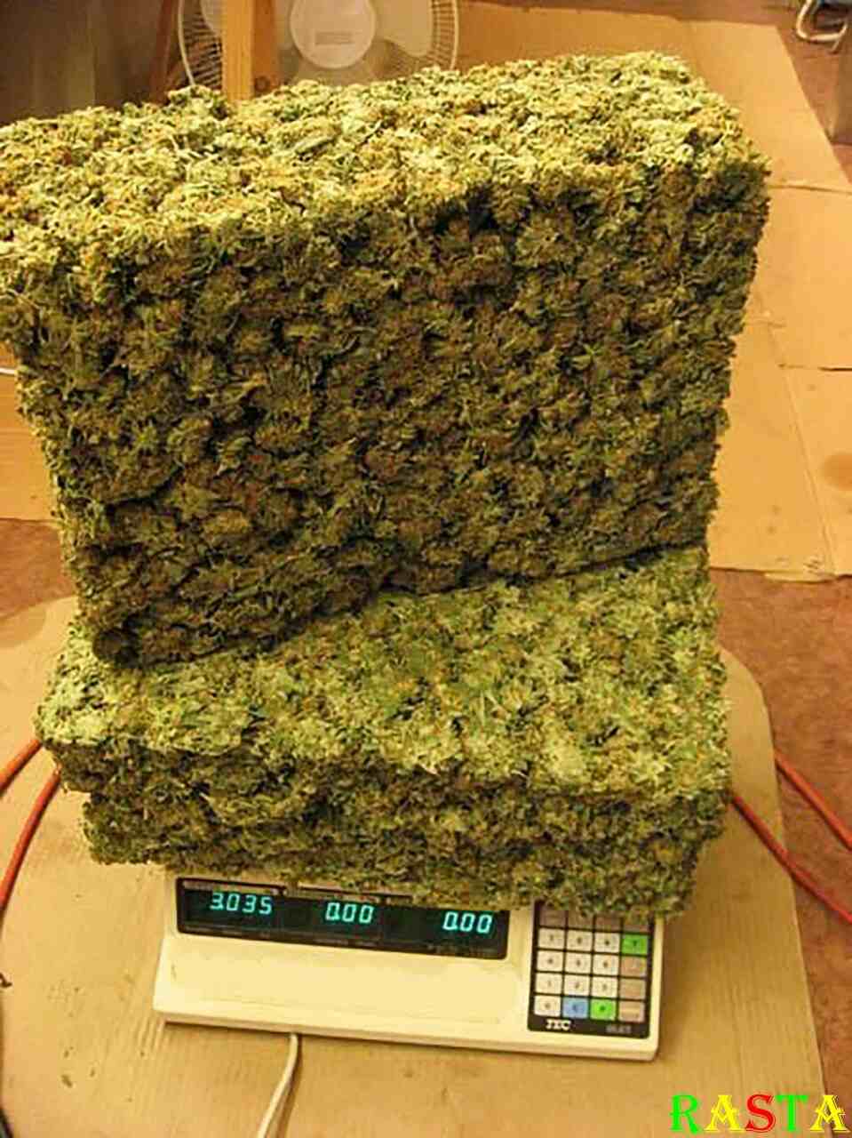 Сколько грамм с одного куста марихуаны марихуана во флориде