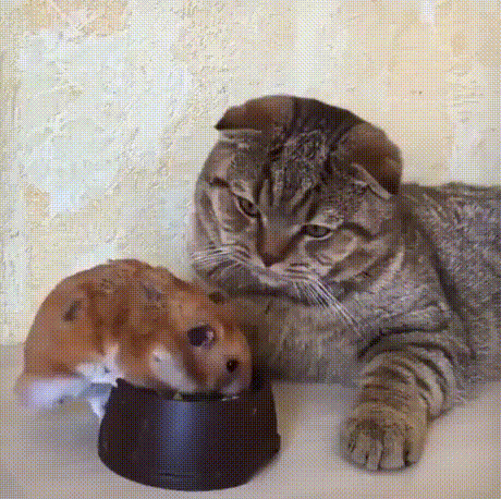 123.gif