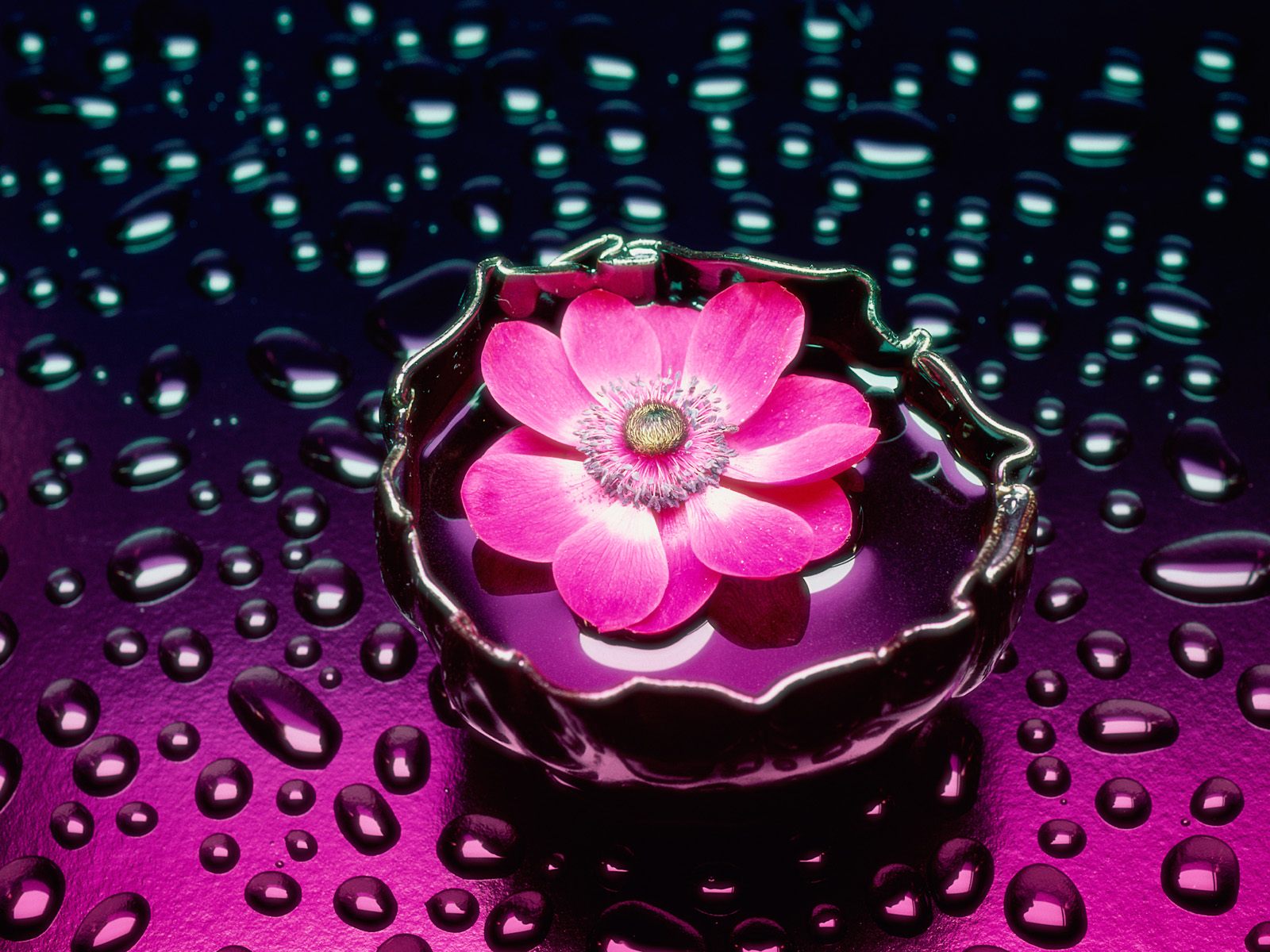 u4383_6088_Petals_And_Water.jpg