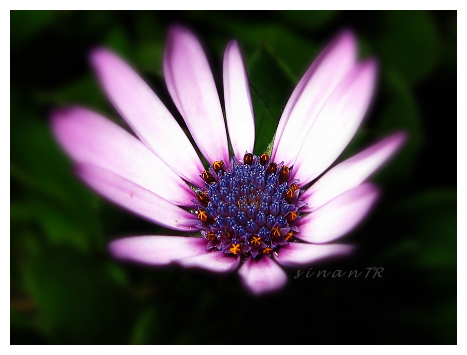 20090617_5a92d48c9e620600561e3G5G338qOs4t.jpg