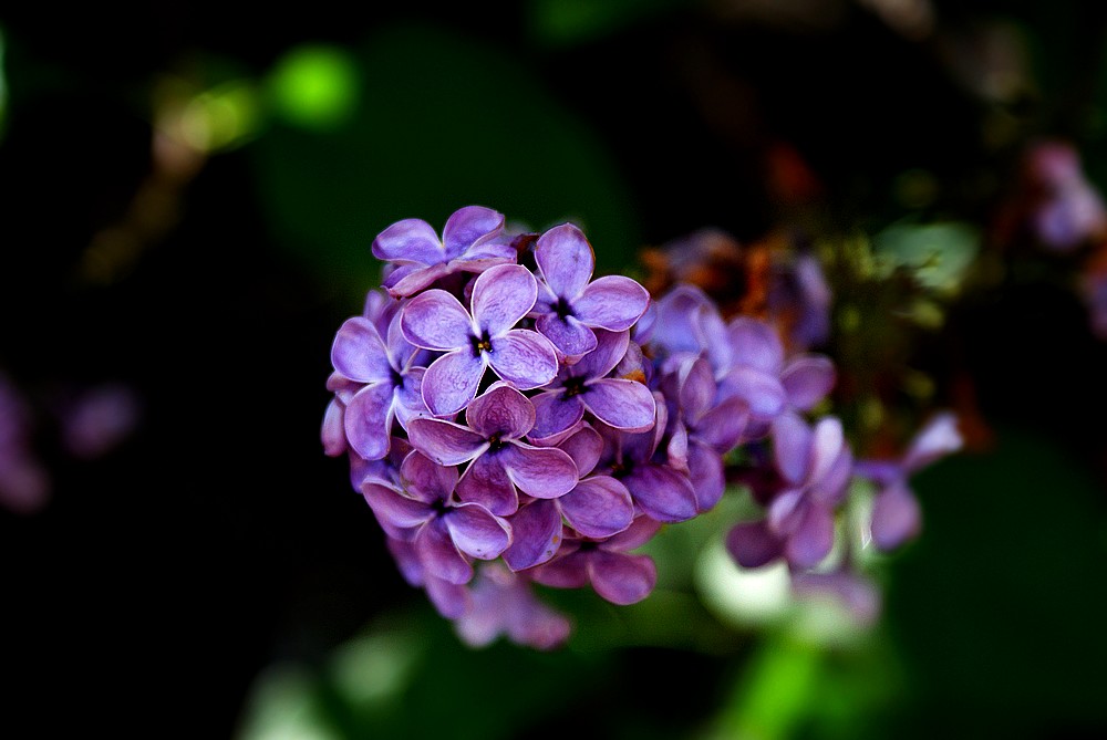 20090617_0d9fc84774a0f480b0begEpwFcZcr6GR.jpg