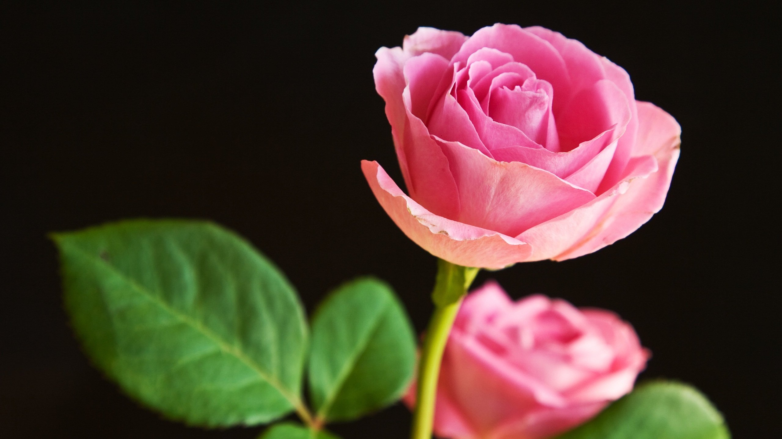 beautiful-flowers-world-desktop-wallpapers-nature.jpg