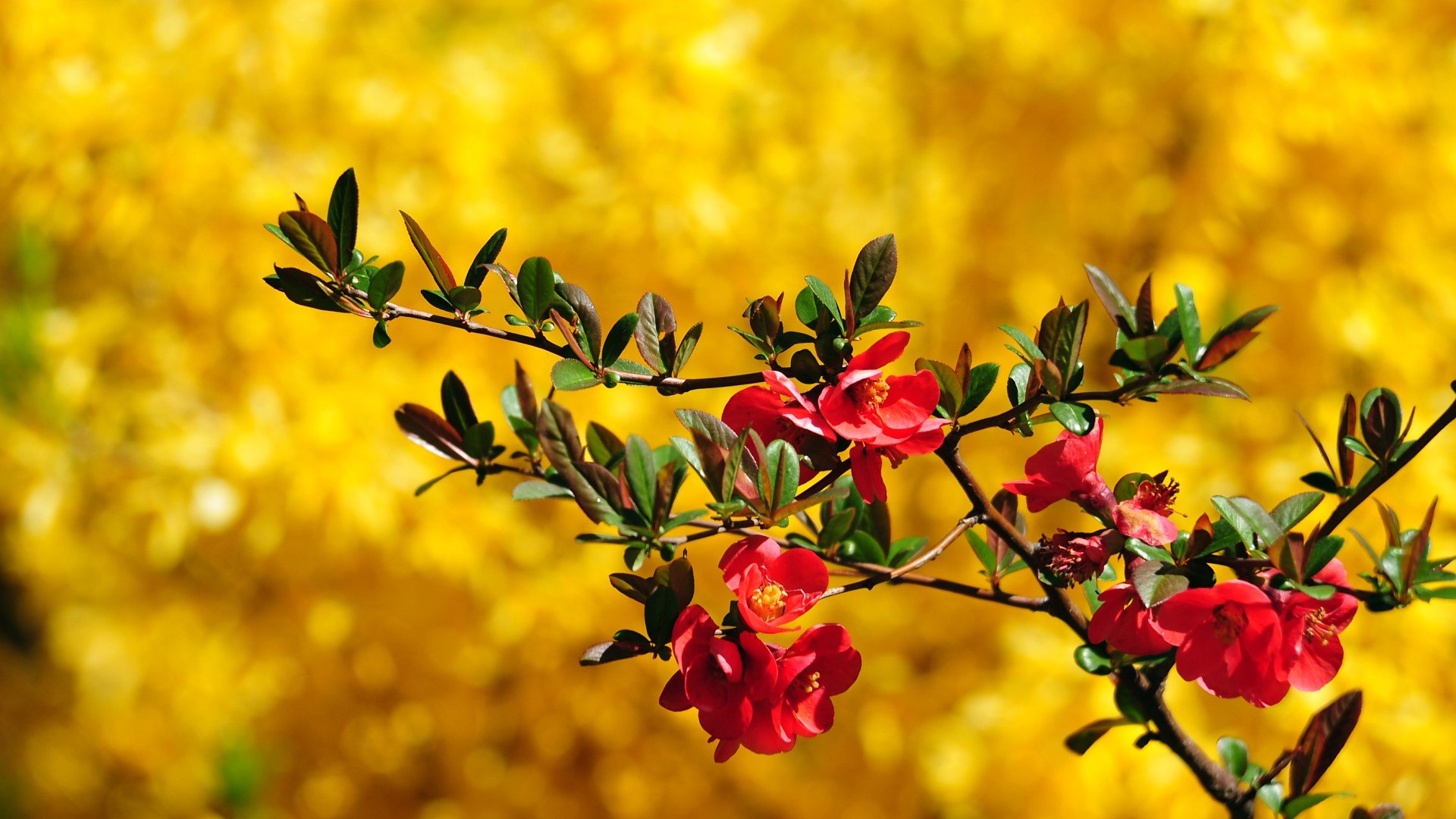 spring-wallpapers-flowers-pictures-pink-flower.jpg