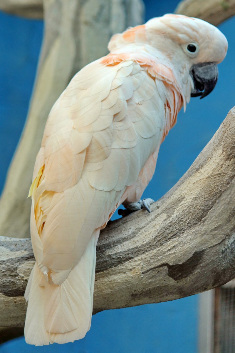 Cockatoo Peekaboo