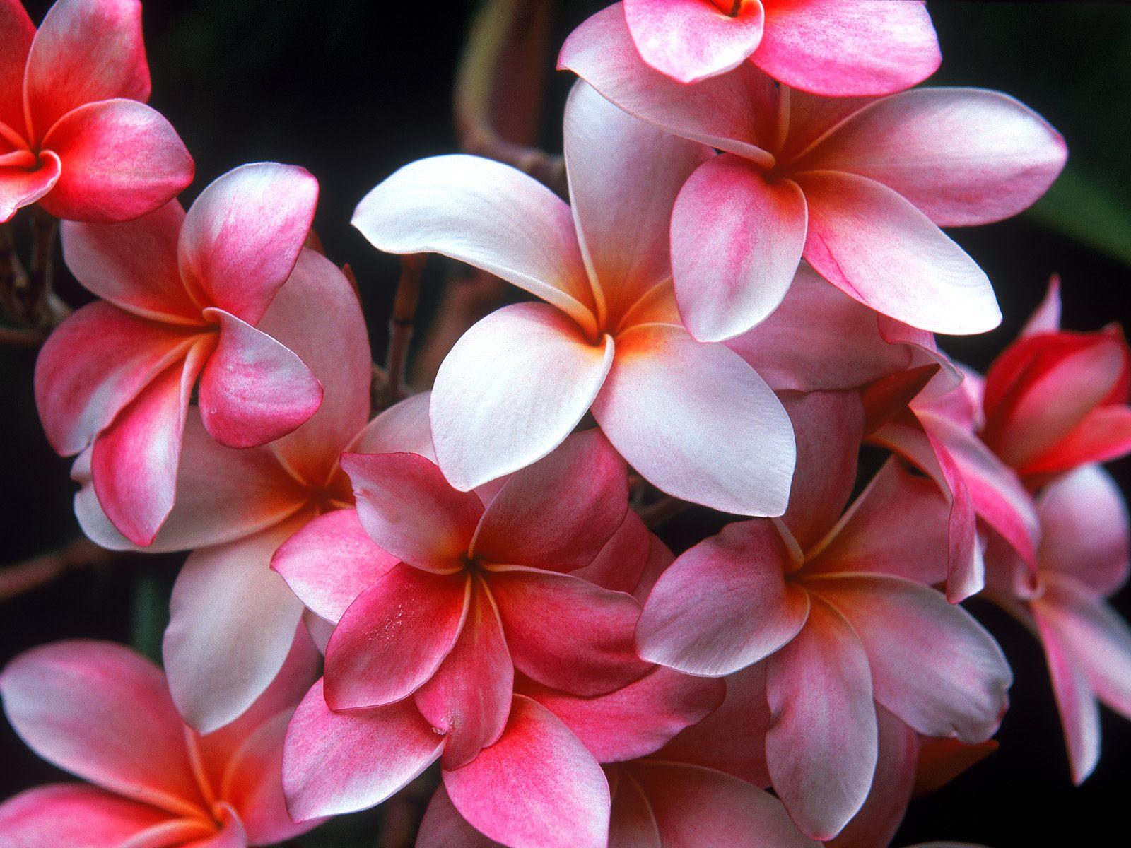 16_flowers.jpg