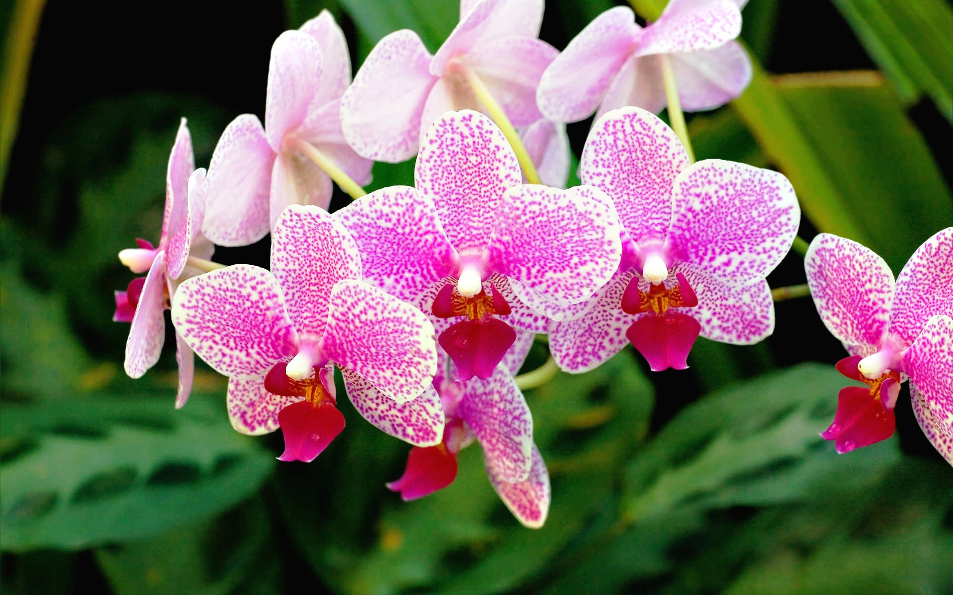best-lovely-flowers-graphy.jpg