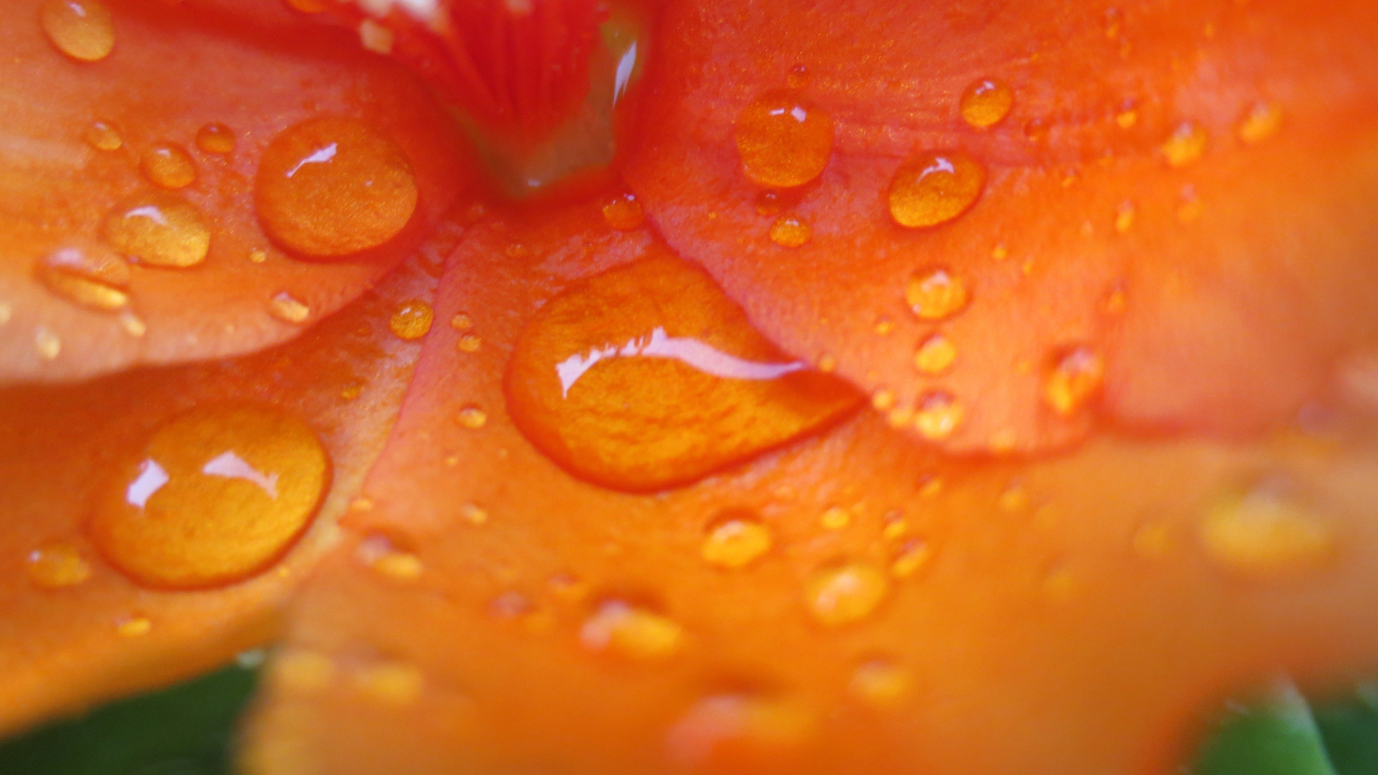 nature-macro-photography.jpg